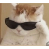 Memes engraçados de gatos 25