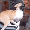 Só doguinhos 🤣 10