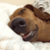 Memes cachorro 11