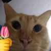 Animais com Emoji de Flor 🌹 17