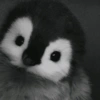 Pingüino cute🐧 10