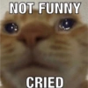 Sad cats 11