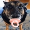 DOGS 🐶🥰 12