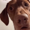 Perritos para responder 🐶 7