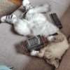 Gatitos Viciosos 🍻🥃 16