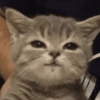 Gatinhos 26