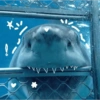 Animals present for u 16