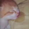 😽 GATITOS PAL CHAT 😺 13