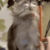 Macaco fofinho 15