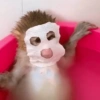 Moods de Changuitos! 🐒 18