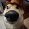 Cachorrinhos fofos 8