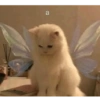 Gatitos 11