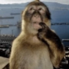 Macaco 🐵  20