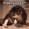 Kucing Gemoyyy 10