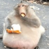 MACAQUINHOS  5