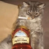 Gatitos Viciosos 🍻🥃 6