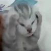 Kucing Lucu 1 17