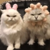 🐈‍⬛🐱🧶 GATOS | CATS 🧶🐱🐈‍⬛ 20