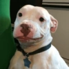 Perritos para responder 🐶 9