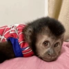 MACAQUINHOS  9
