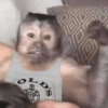 MACACOS ENGRAÇADOS 🐵🤣 10