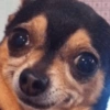 REAÇÕES DE ANIMAIS 13