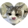 KUCING LUCU😍😍 9