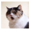 Memes engraçados de gatos 26