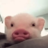 ANIMALITOS 🌟🥹 26
