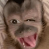Reaja com macacos fofos 🙈 10