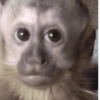 Reaja com macacos fofos 🙈 13