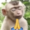 Macacos 🤣 11