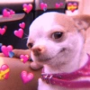 💕 PERROS Y GATITOS AMOROSOS 💕 9