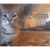 Funny cats - Pak 1 25