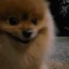 🐶 POMERANIA MOODS 🐾 13