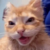GATINHOS 14