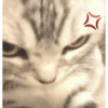 Meme kucing 1 19