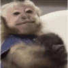 MACAQUINHOS  8