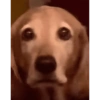 Perritos Juzgando graciosos 👀 22