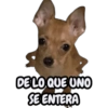 STICKERS PERROS SIN CONTEXTO🐶 10