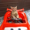 🐱•🙂Michi Moods🙂•🐱 9