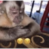 Macaquinhos 7