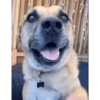 Perritos Juzgando graciosos 👀 8