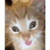 Cat Memes 😻 6
