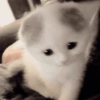 🌈🐈‍⬛✨️Gatos Funny Mood✨️🐈‍⬛🌈 30