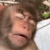 Macaco 9