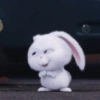 This is Snowball❄️🐰✨ 5