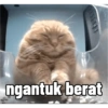 Kucing sigma trend 12