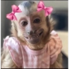 Macaco 6