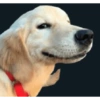 Random cursed chistoso perros 10